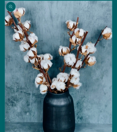 Dried cotton from Australia